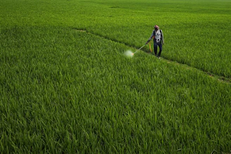a person spraying pesticide on a green field