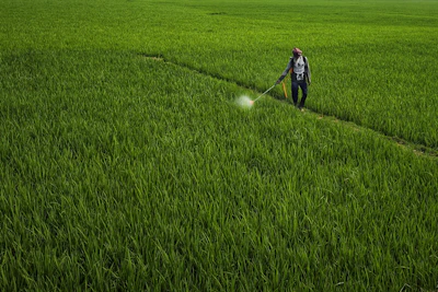a person spraying pesticide on a green field