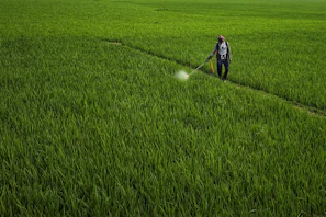a person spraying pesticide on a green field