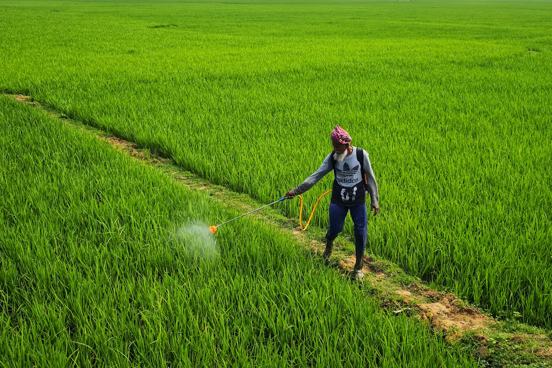 a woman spraying pesticide on a green field