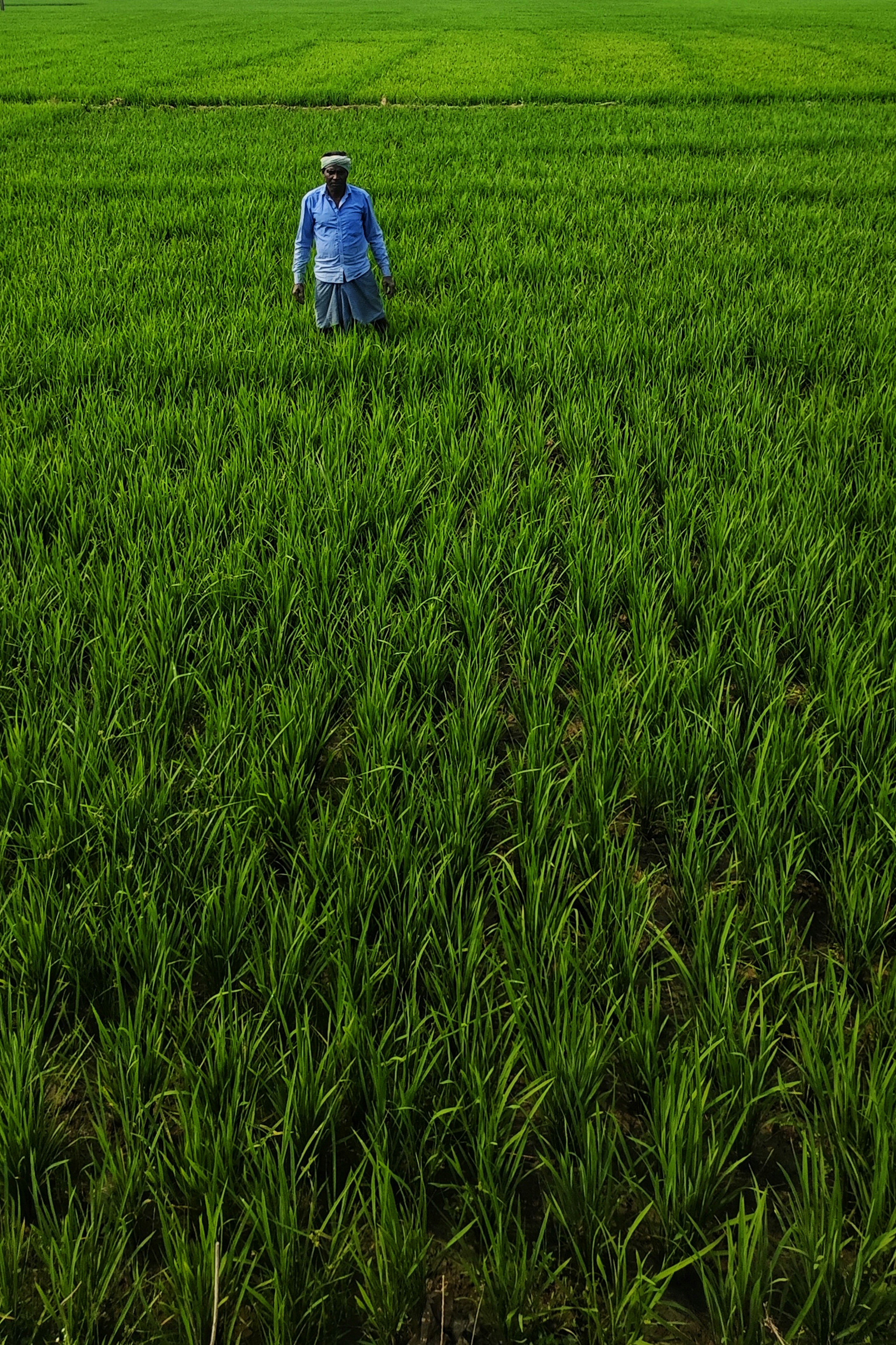 a man standing in a field of green grass