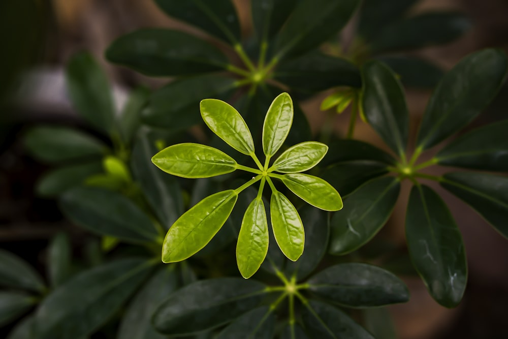 a close up of a plant with green leaves