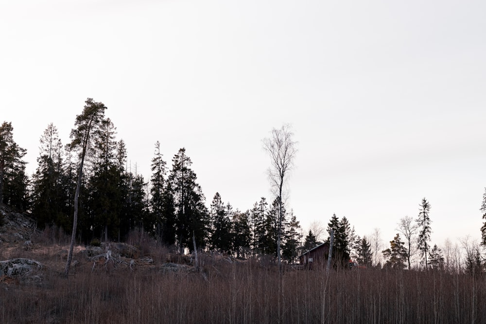 a field of tall grass with trees in the background