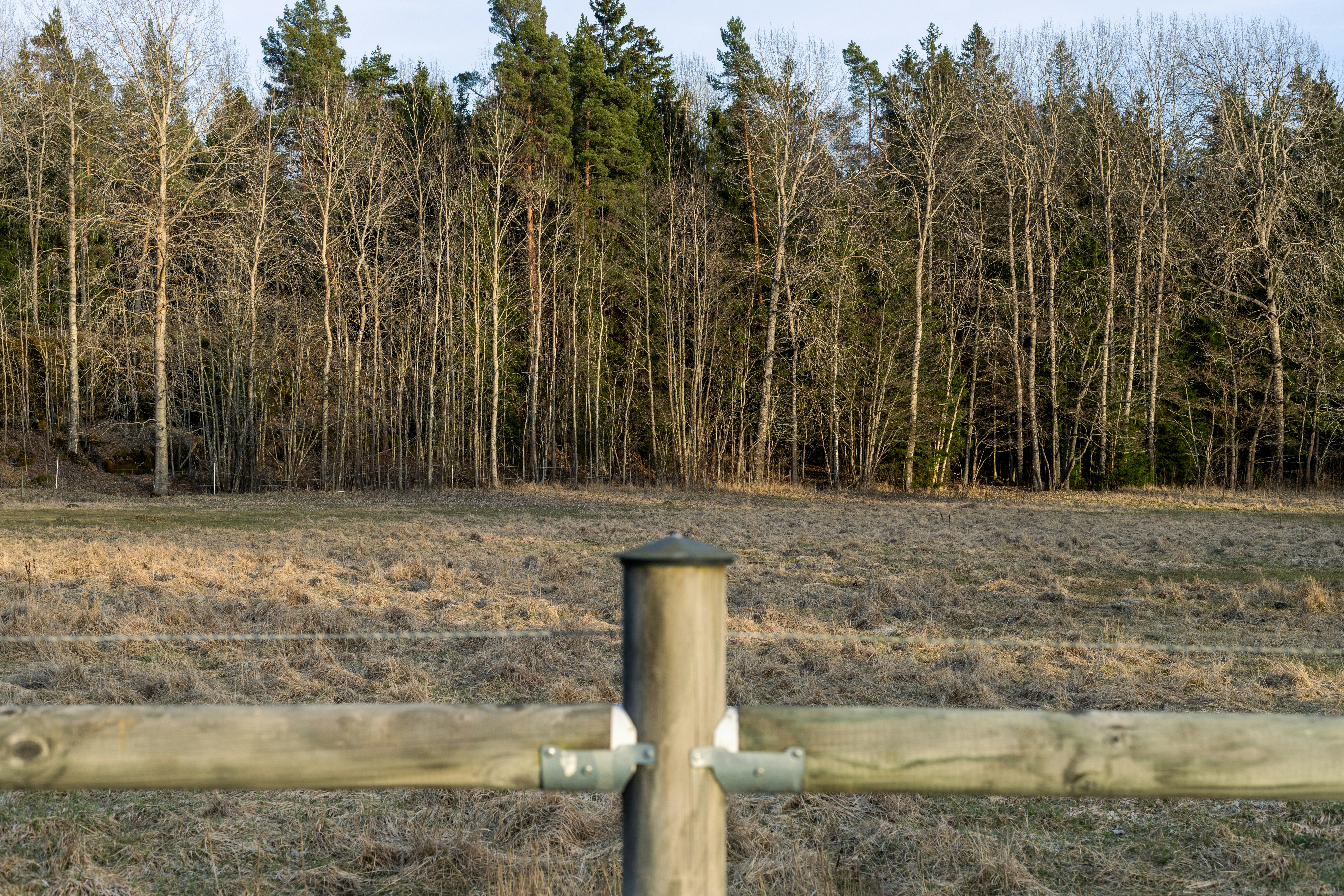 A stump in a hard-to-reach area, like near a fence or on a slope - stump grinding cost calculator