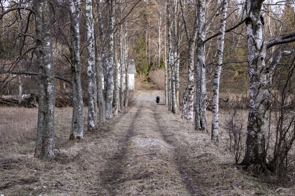 a dirt road surrounded by trees and grass