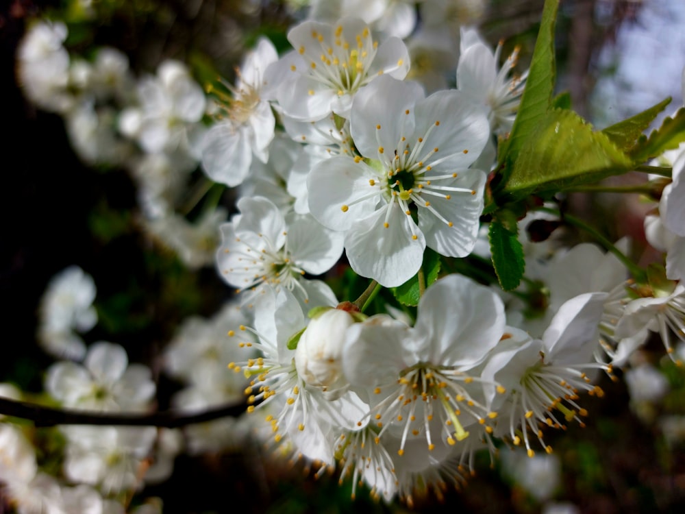 a bunch of white flowers that are on a tree