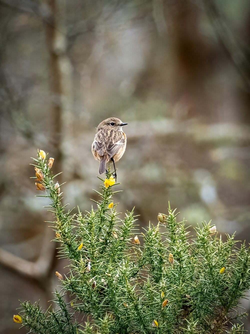 a small bird sitting on top of a green plant