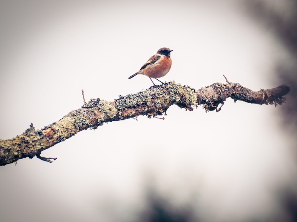 a small bird perched on a branch of a tree