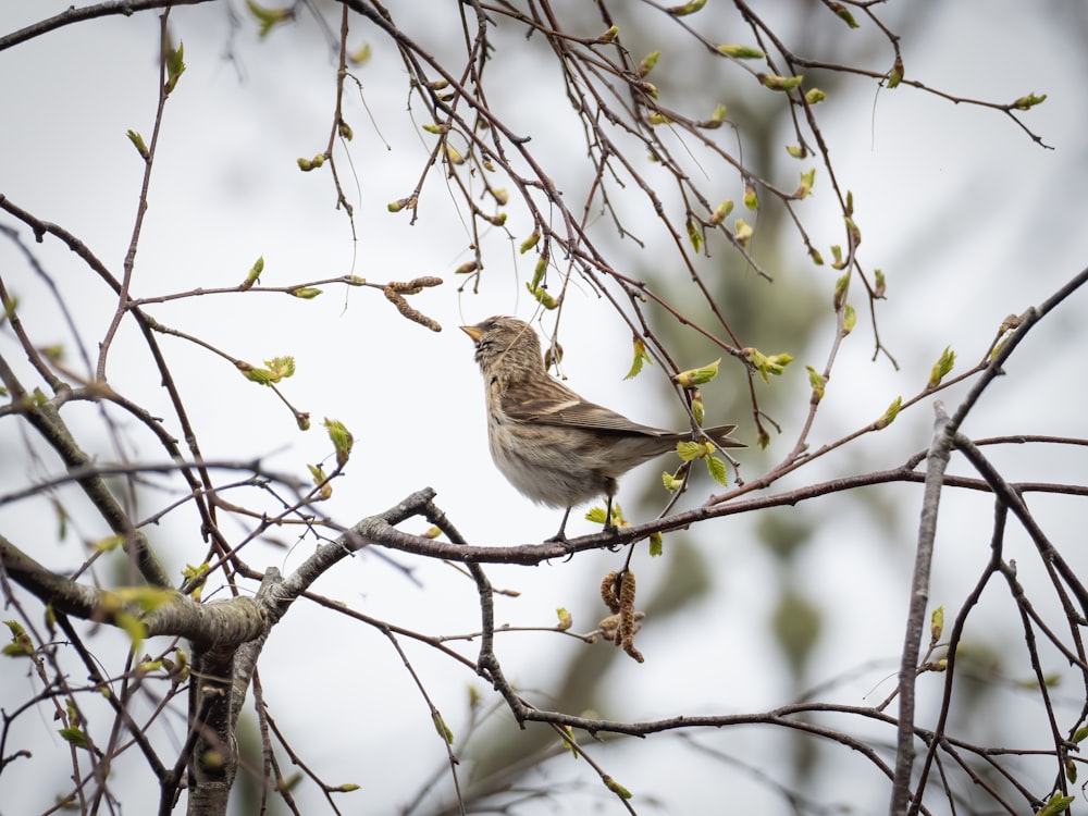 a bird sitting on a branch of a tree