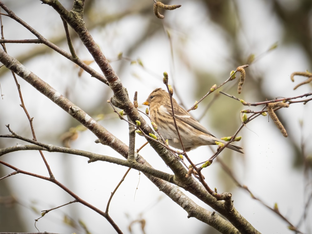 a small bird perched on top of a tree branch