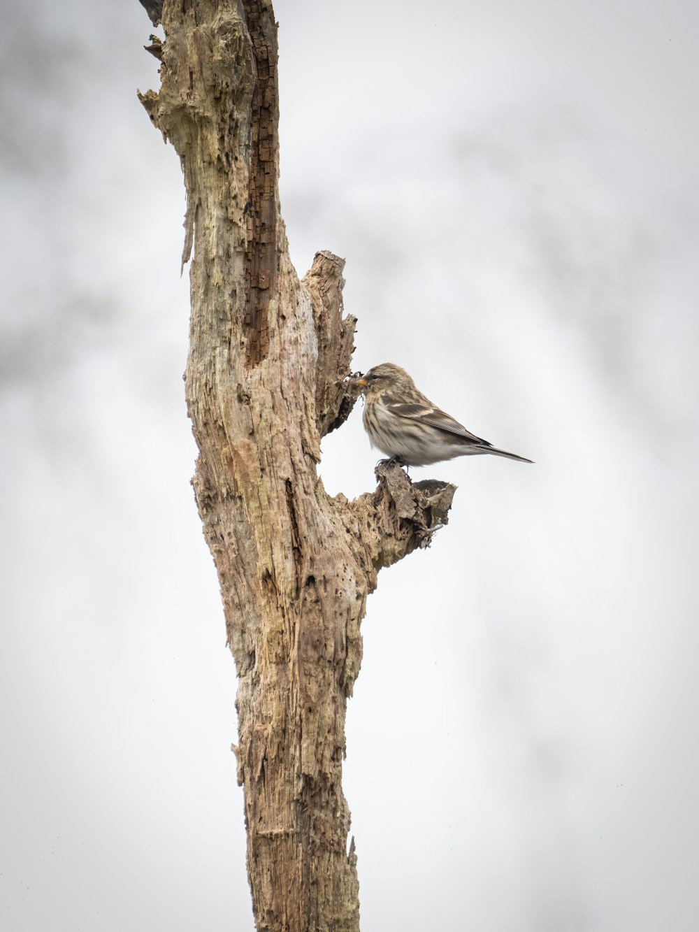 a small bird perched on top of a tree