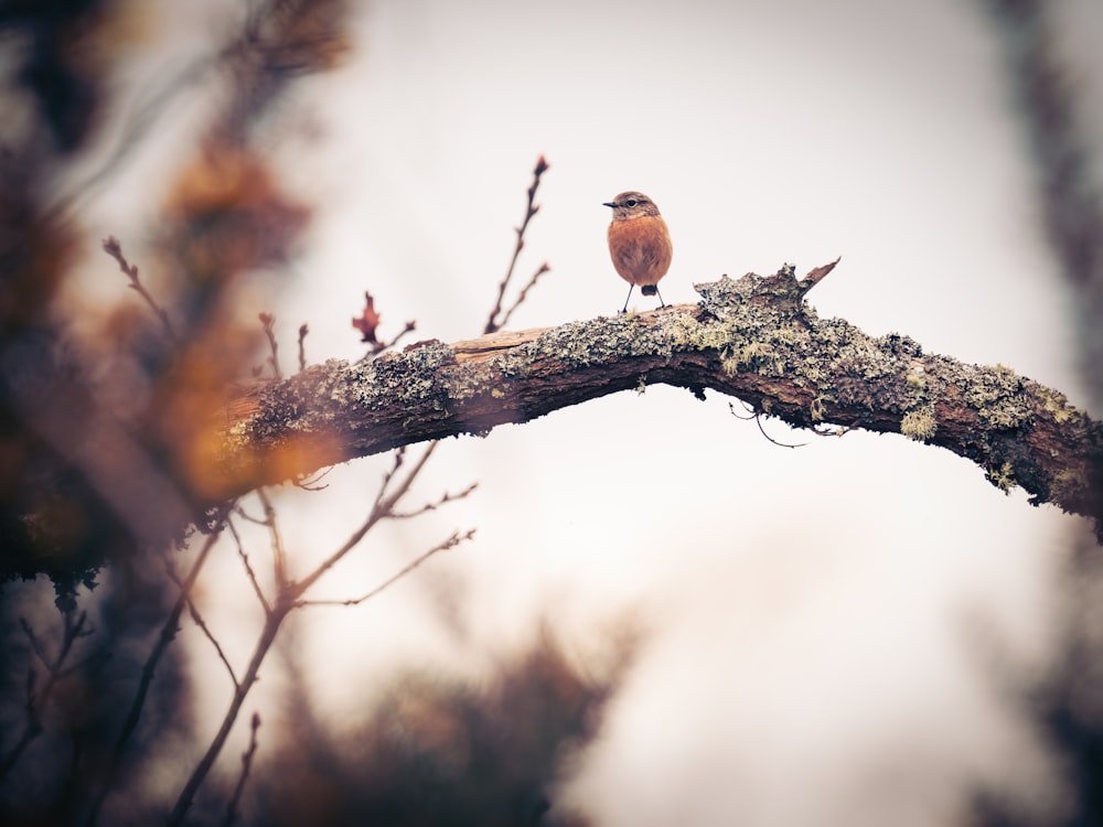 a small bird sitting on top of a tree branch