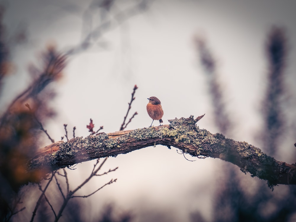 a small bird perched on a tree branch