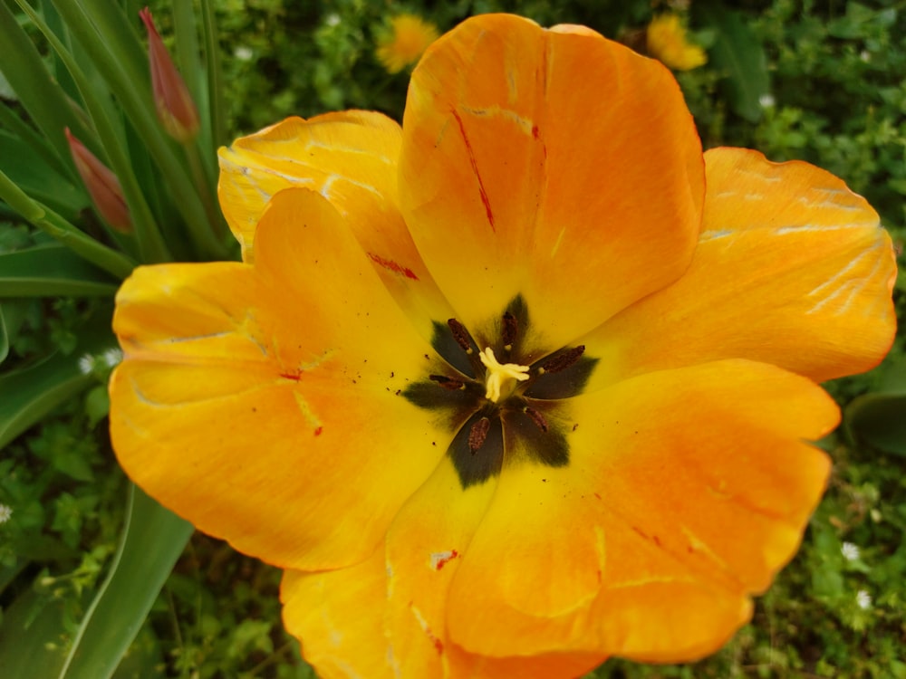 a close up of a yellow flower with green leaves