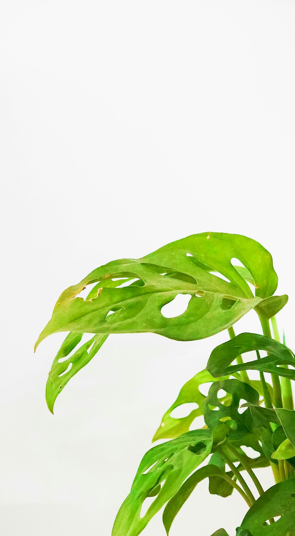 a green plant with a white background