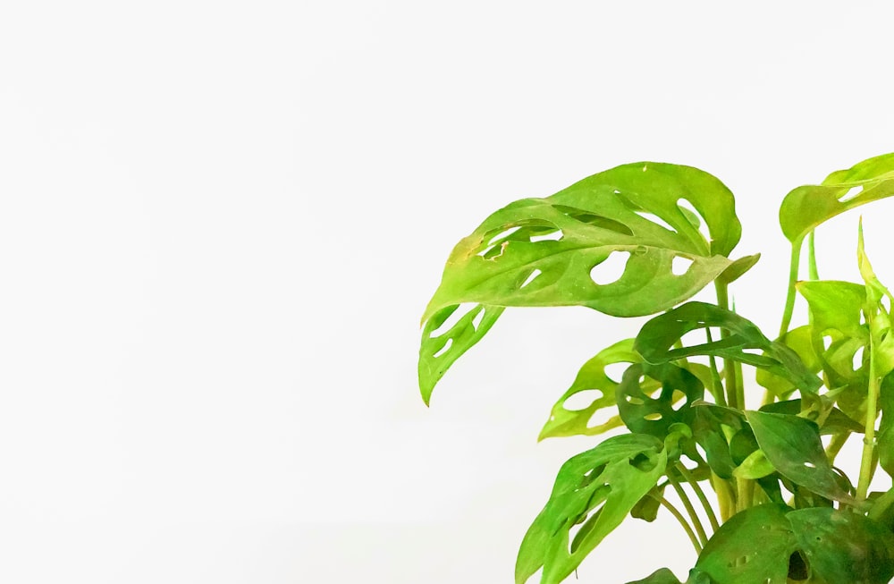 a potted plant with green leaves on a white background