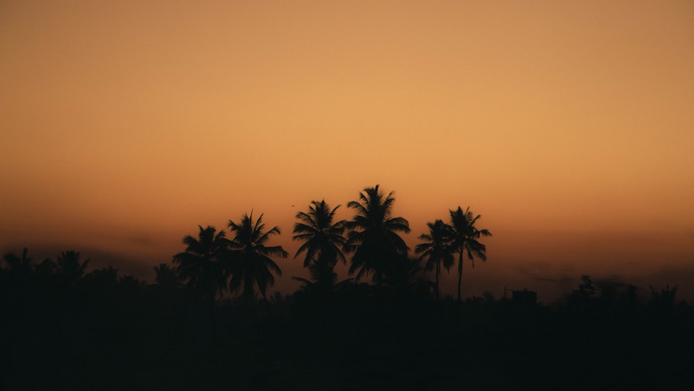 a sunset with palm trees in the foreground