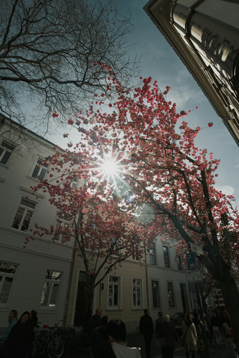 a tree with red leaves in front of a building