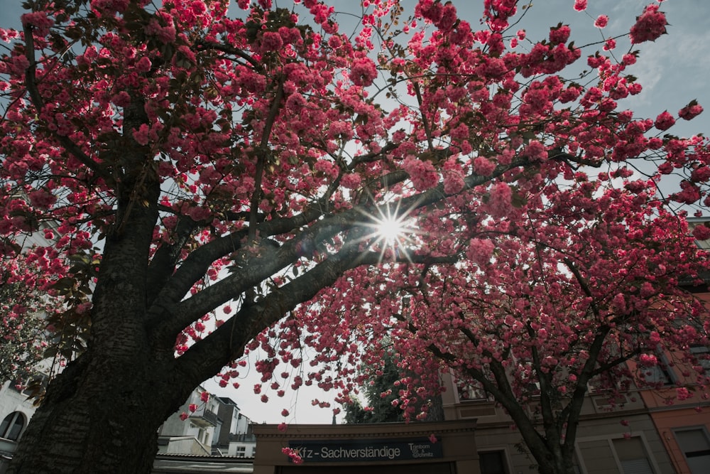 the sun shines through the branches of a flowering tree