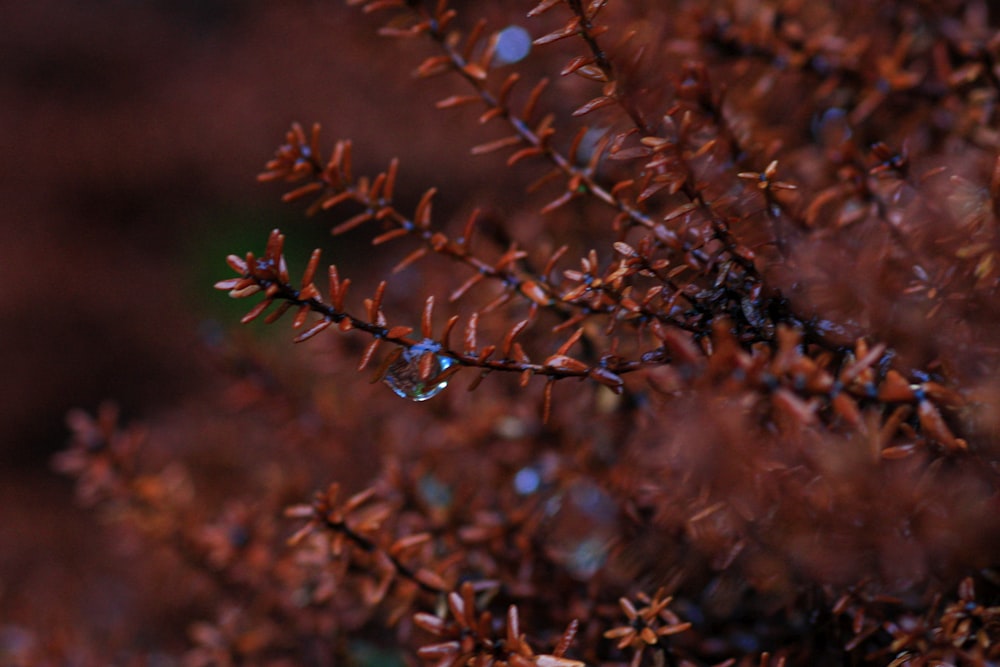 a close up of a tree with water droplets on it