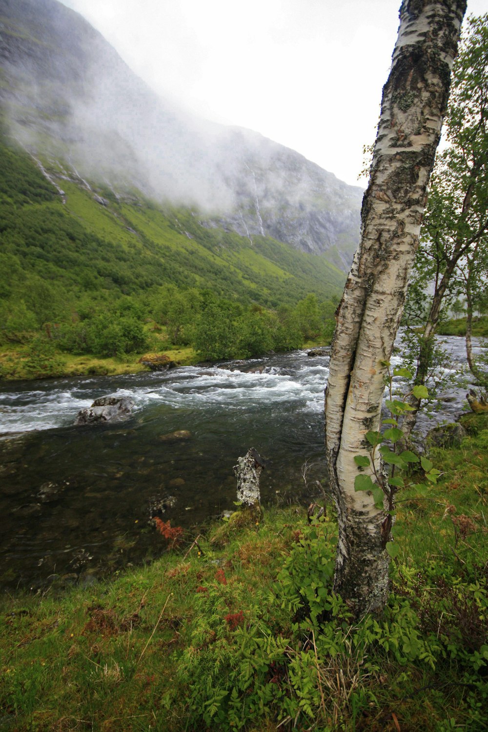 a river running through a lush green forest