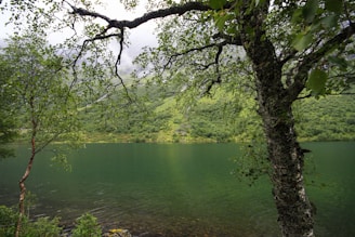 a body of water surrounded by a forest
