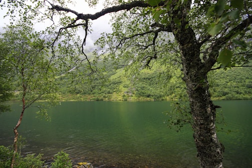 a body of water surrounded by a forest