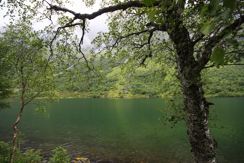 a body of water surrounded by a forest