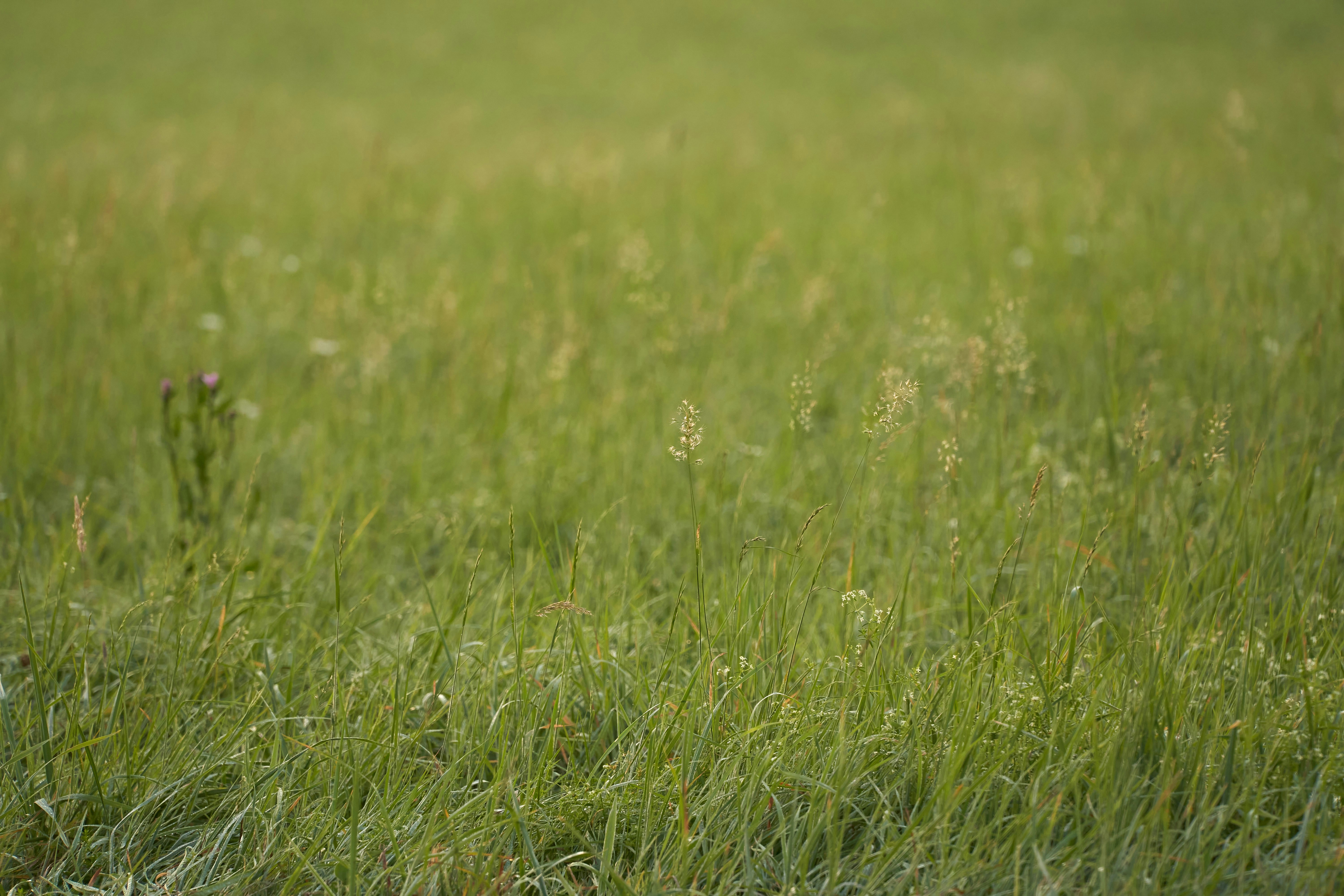 Photo by wolfgang_hasselmann