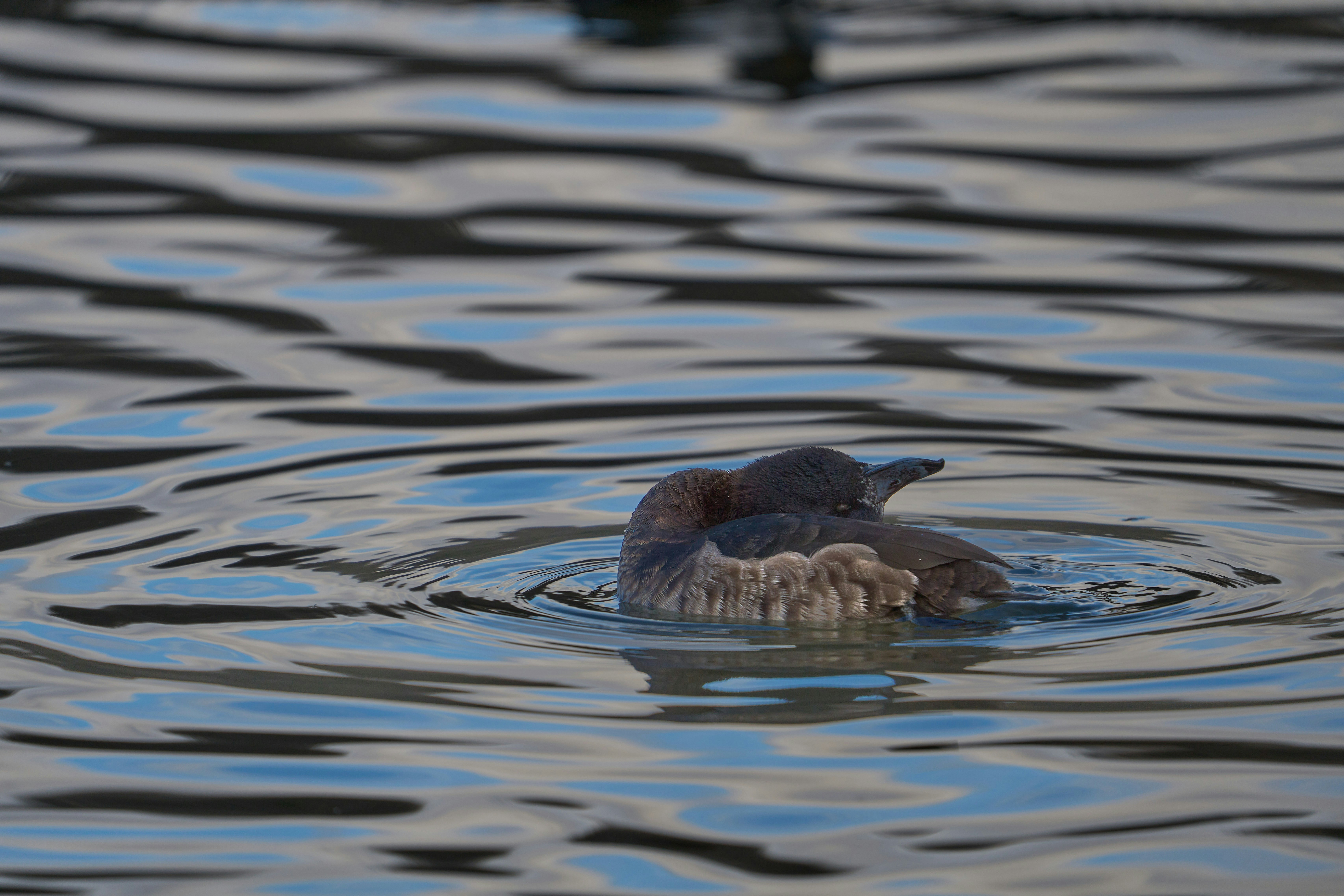 Photo by wolfgang_hasselmann