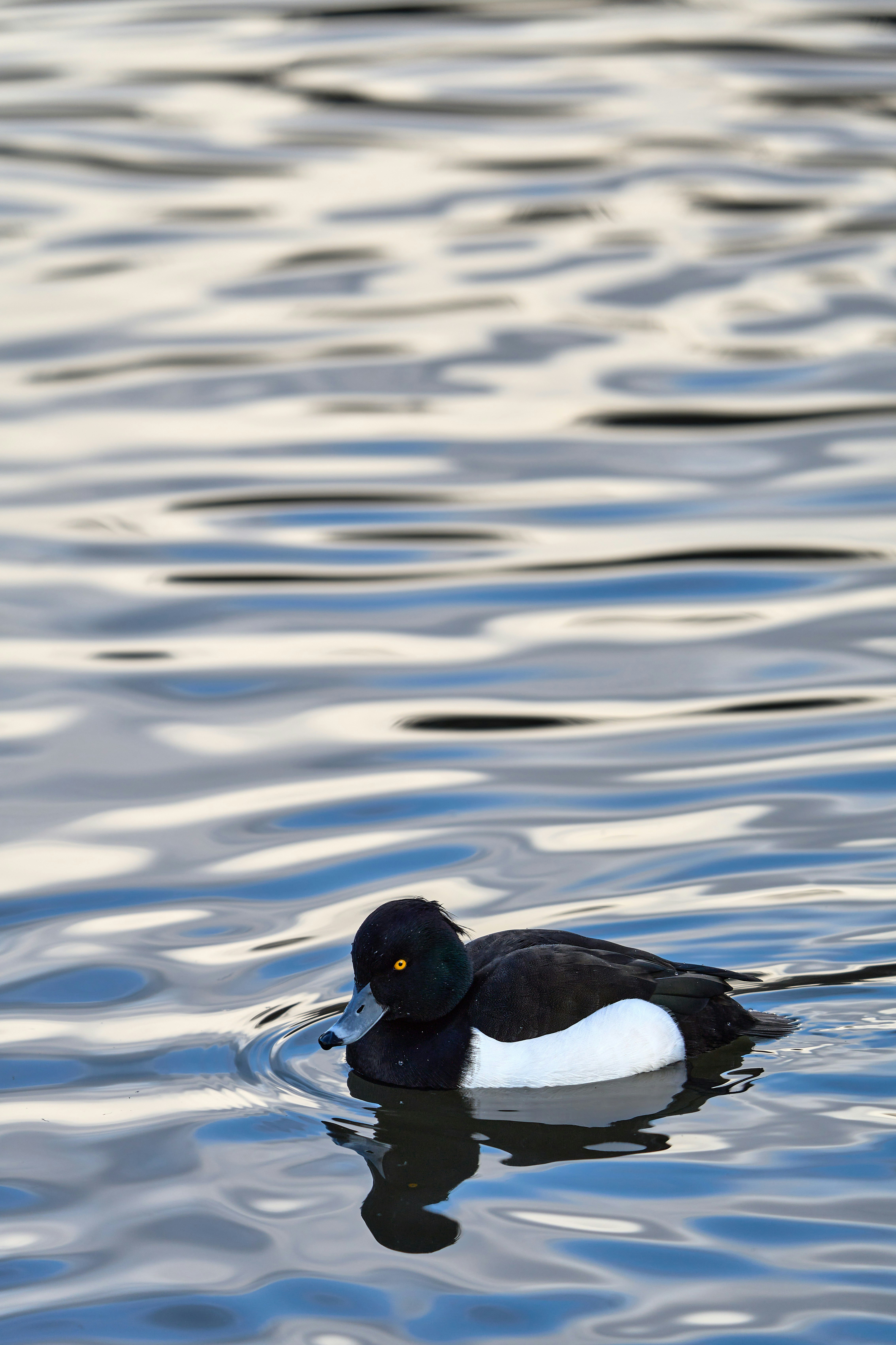 Photo by wolfgang_hasselmann