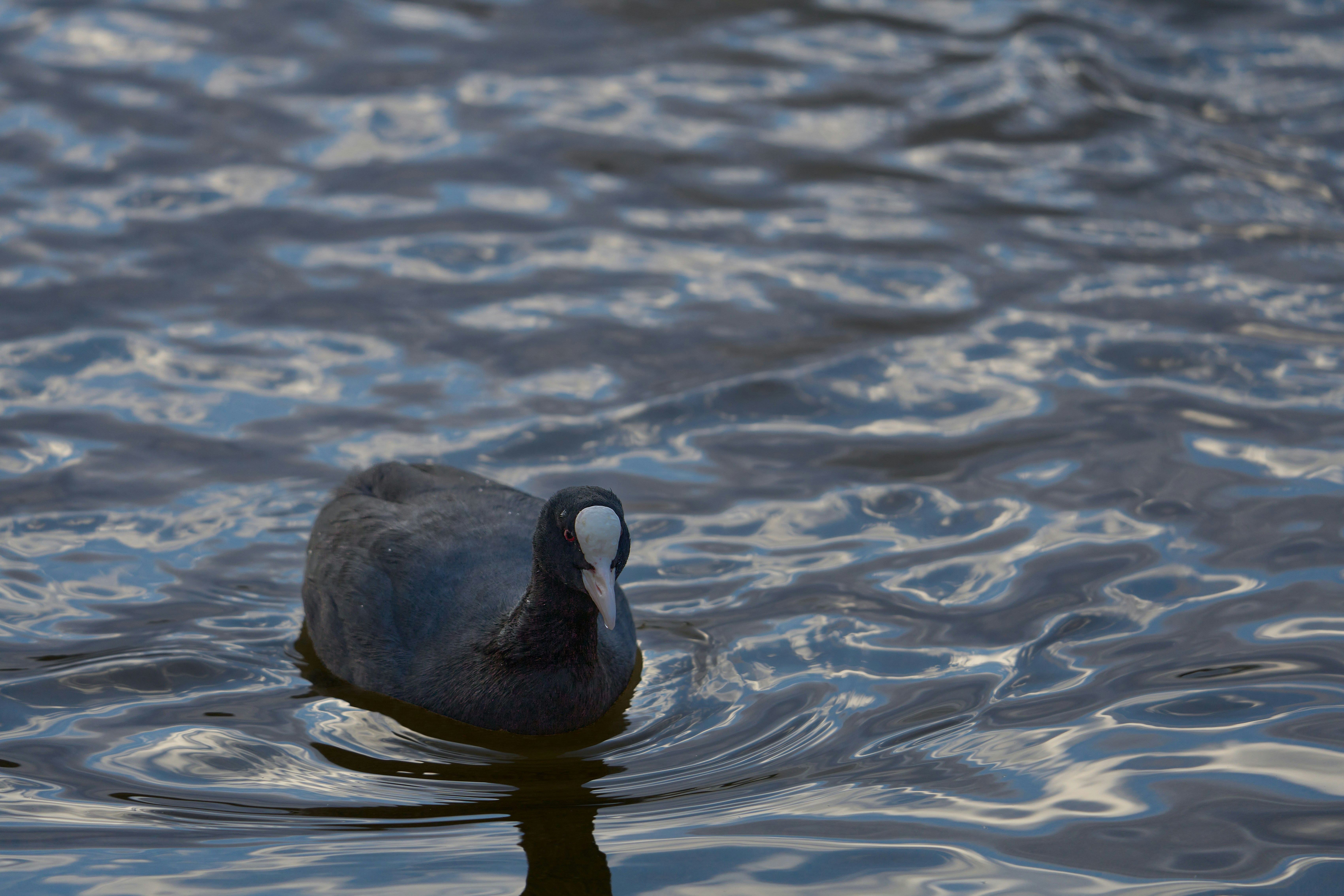 Photo by wolfgang_hasselmann