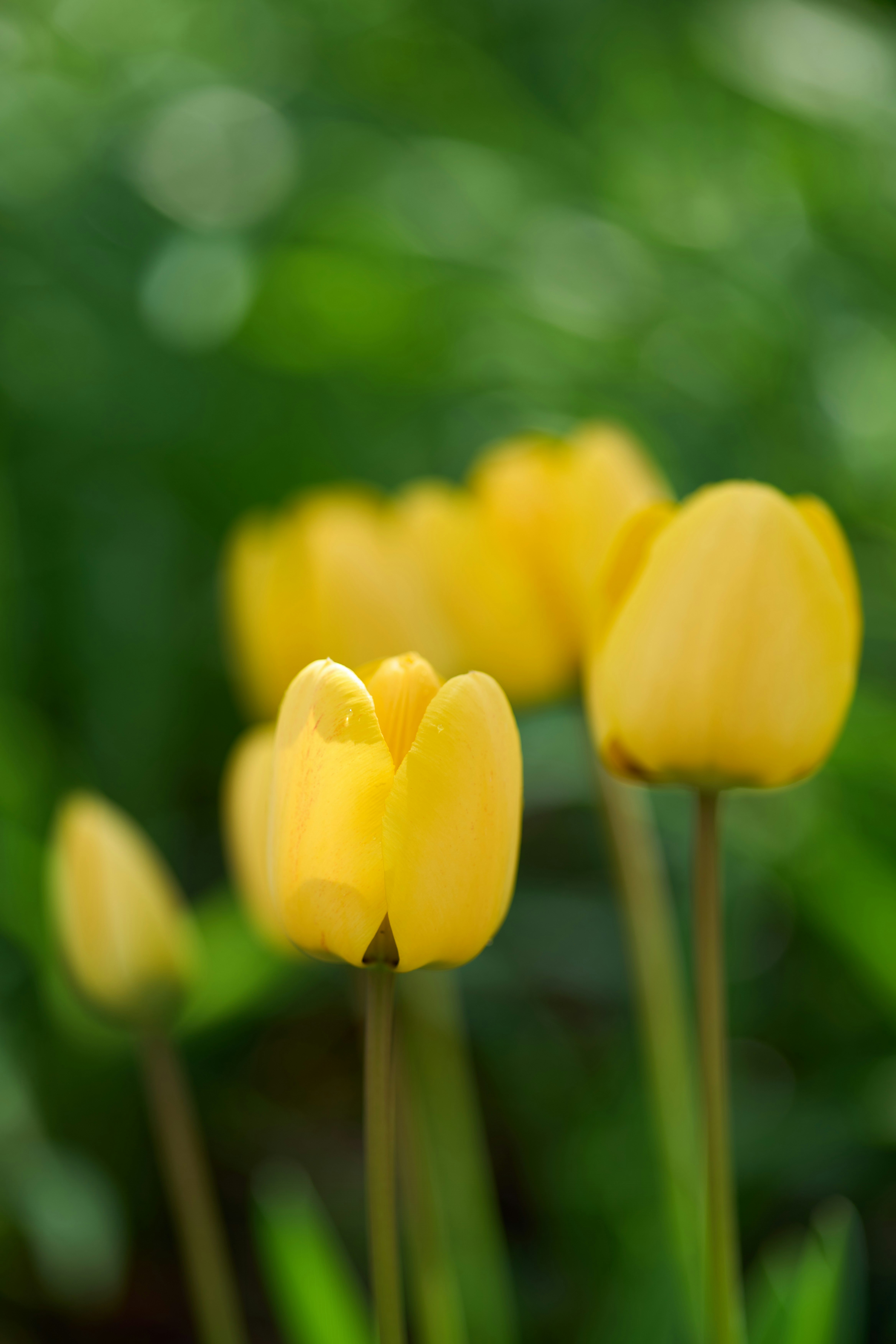 Photo by wolfgang_hasselmann