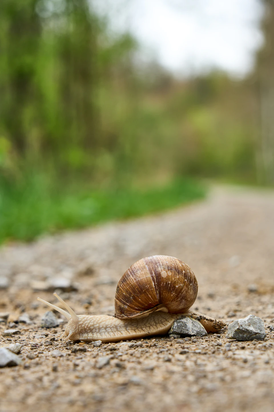 The image shows a snail making its way across a gravel path. The snail is brown and white, with a long body that extends from the bottom right corner to the top left corner of the frame. It's positioned on the right side of the path, moving towards the center of the image. The background features a blurred green landscape, suggesting an outdoor setting such as a park or garden.