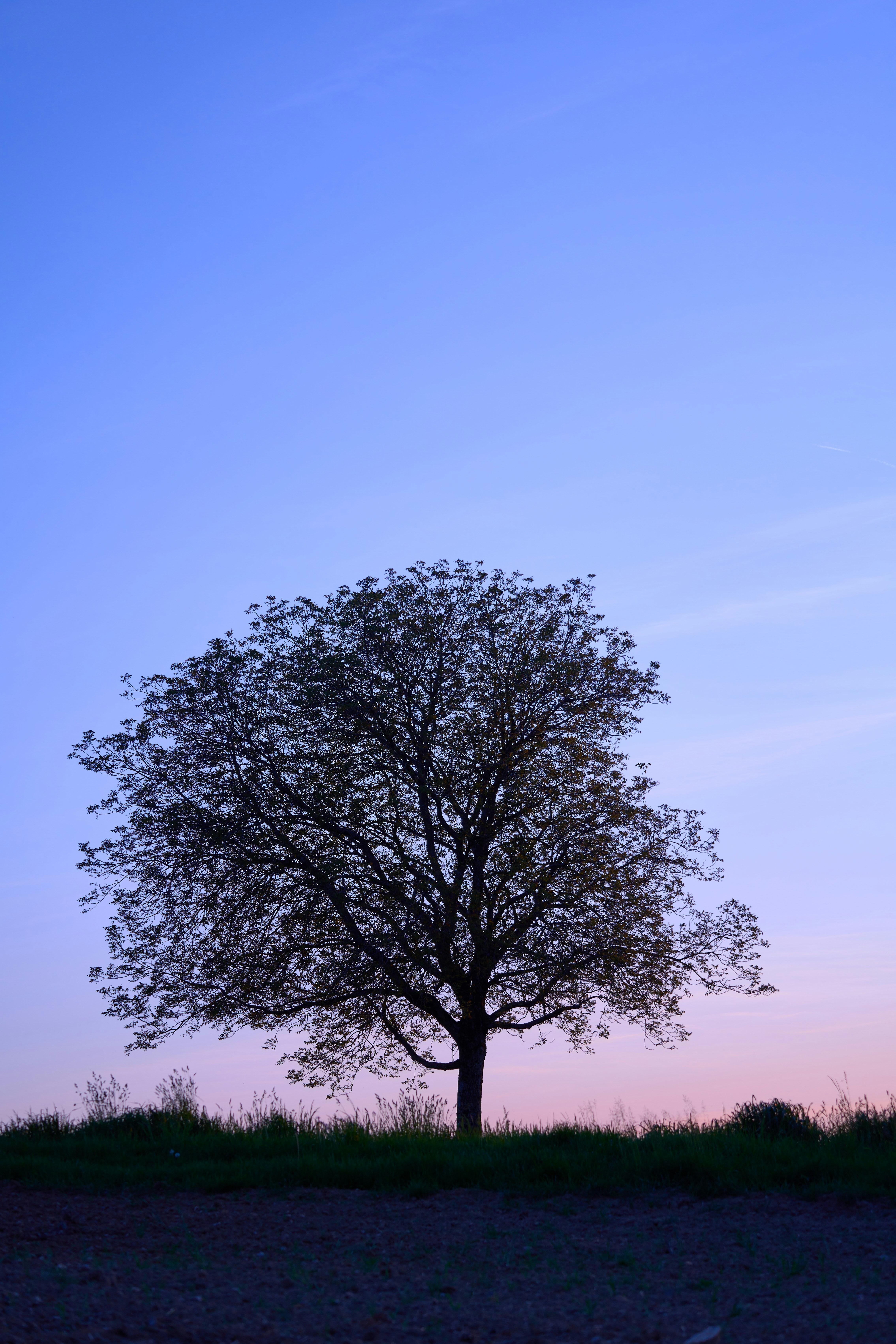 Photo by wolfgang_hasselmann