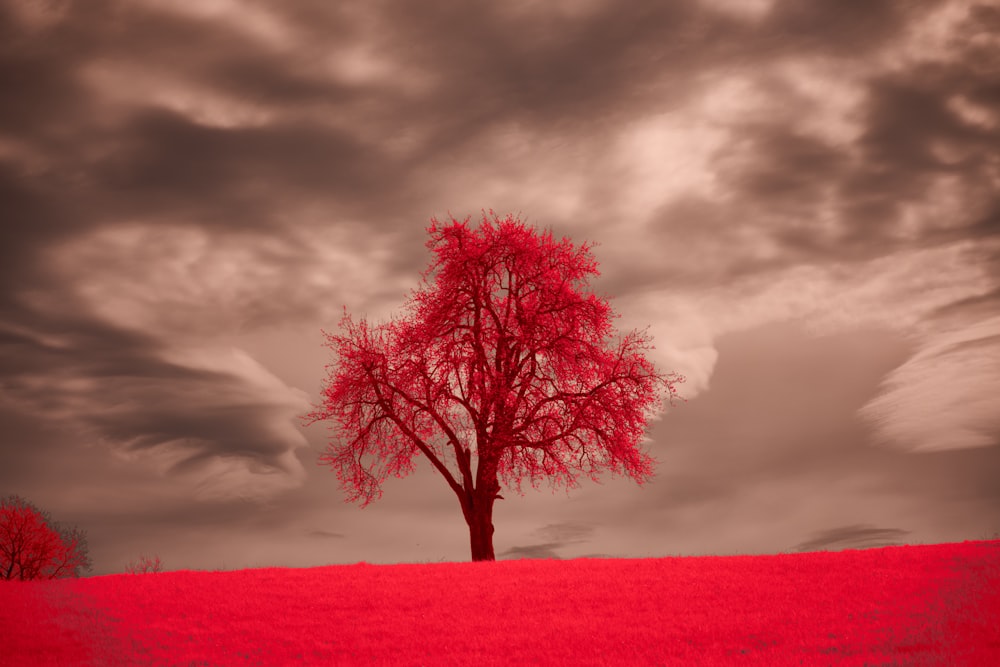 a red tree in a field with a cloudy sky