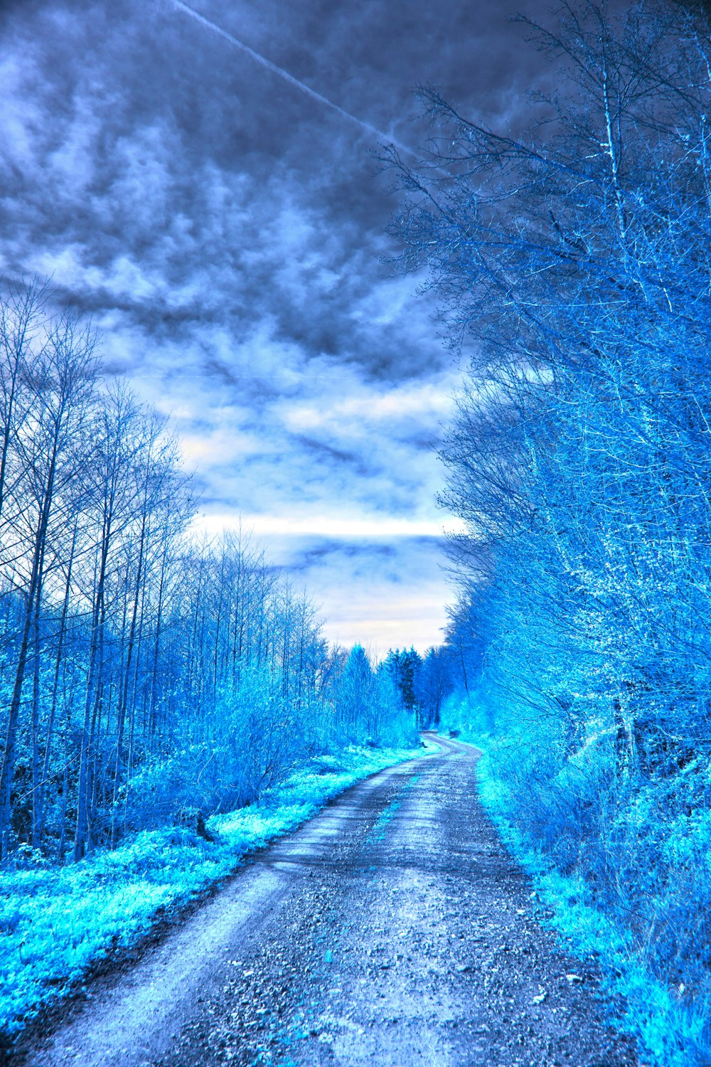 a dirt road surrounded by blue trees under a cloudy sky