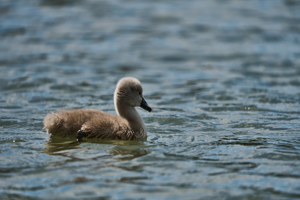 a couple of ducks floating on top of a lake