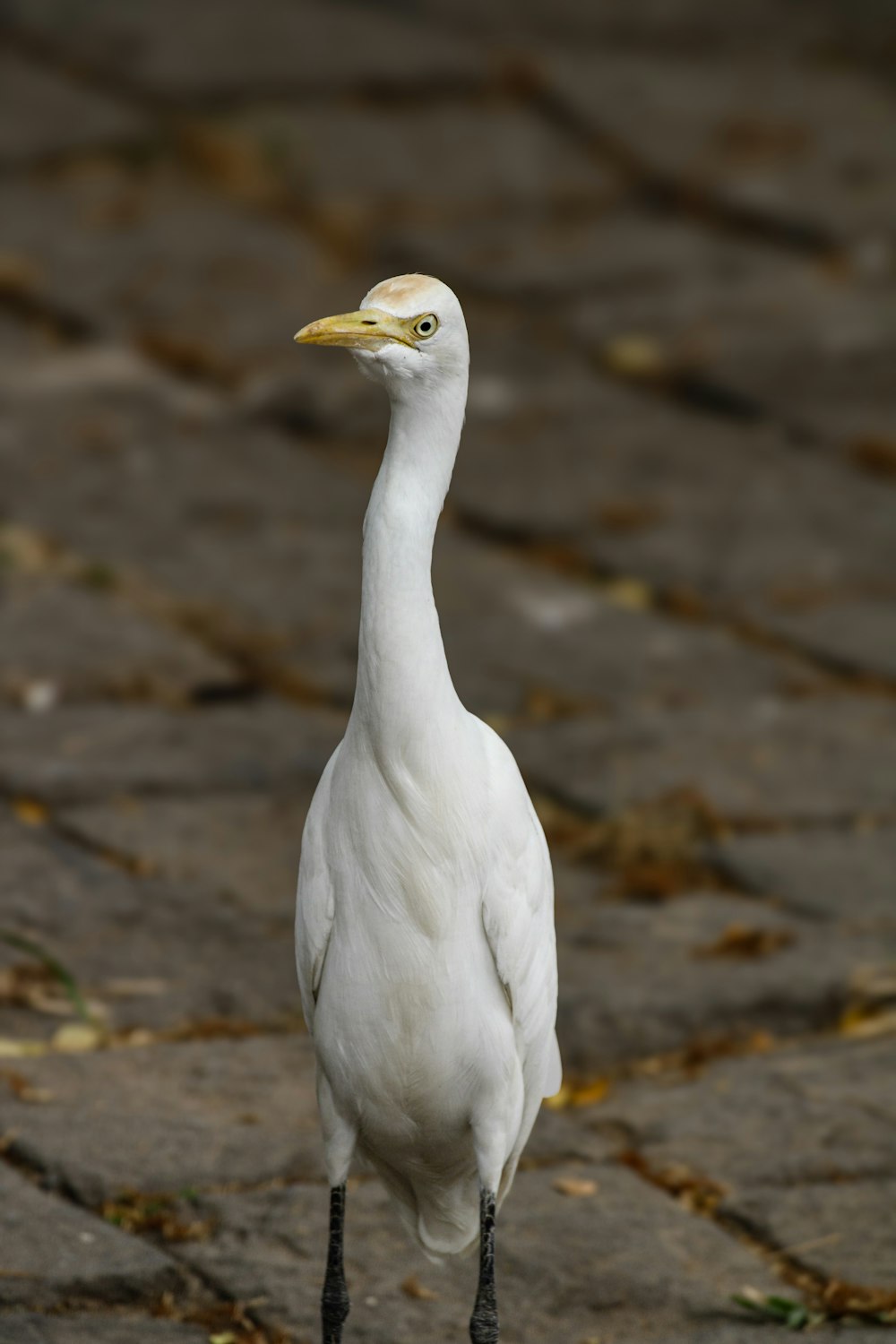 a white bird with a long neck standing on a sidewalk