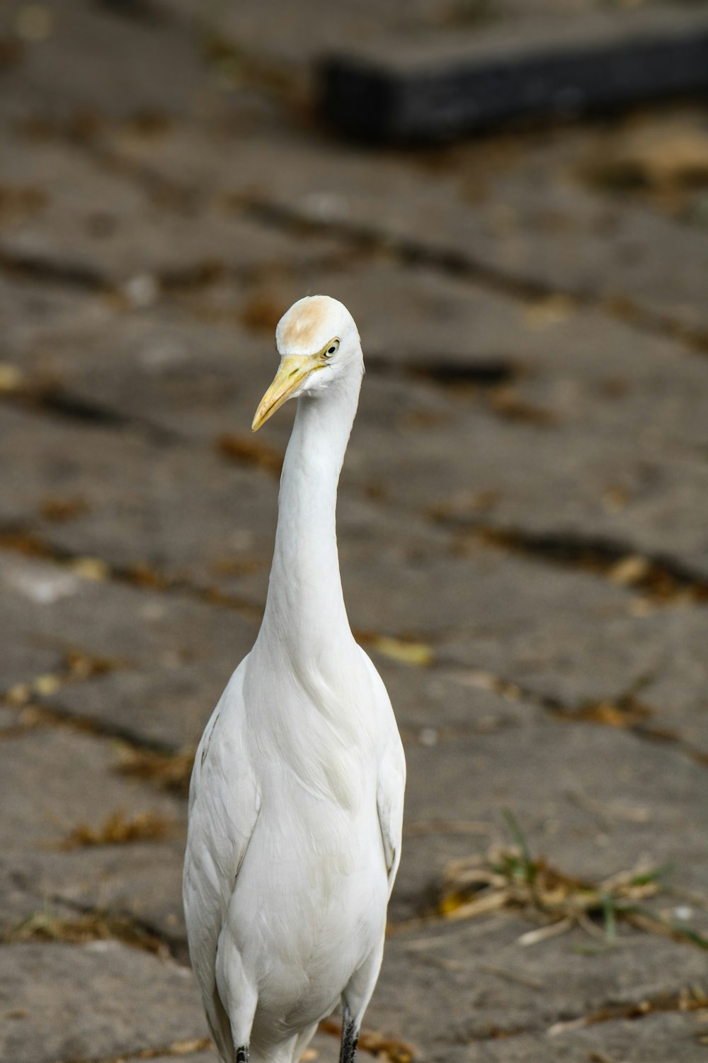 a white bird with a long neck standing on a sidewalk