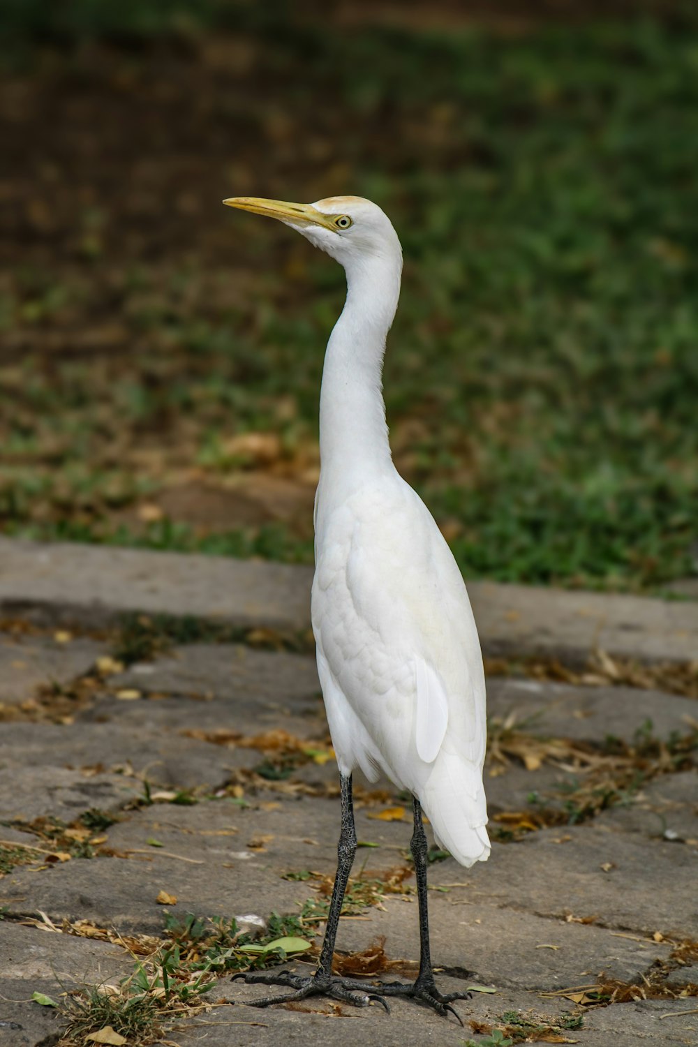 a white bird is standing on a sidewalk