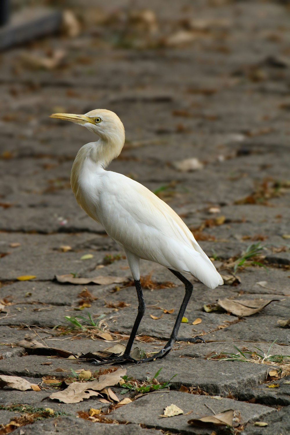 a white bird is standing on the ground