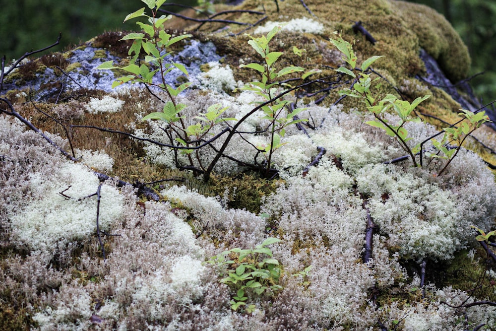 a close up of a mossy rock with small plants growing on it