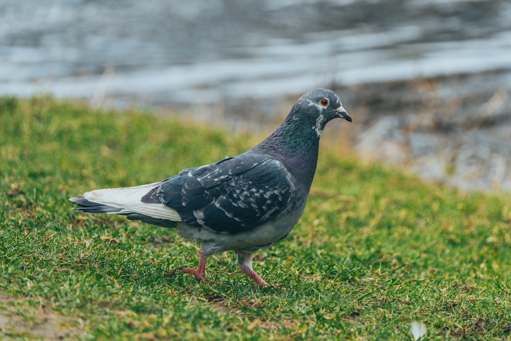 a pigeon is standing on the grass by the water