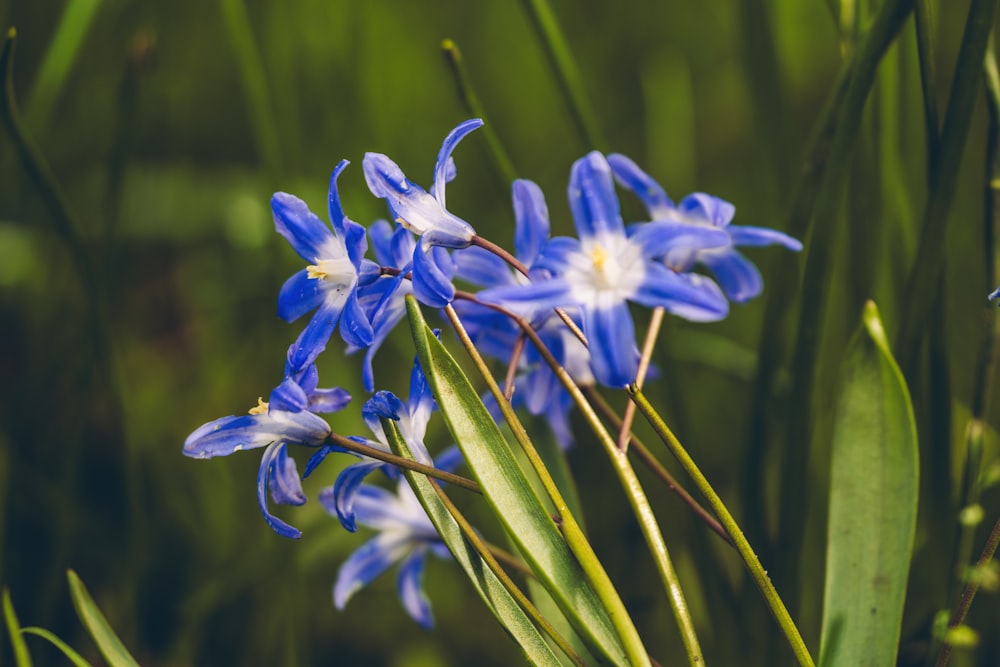 a group of blue flowers sitting on top of a lush green field