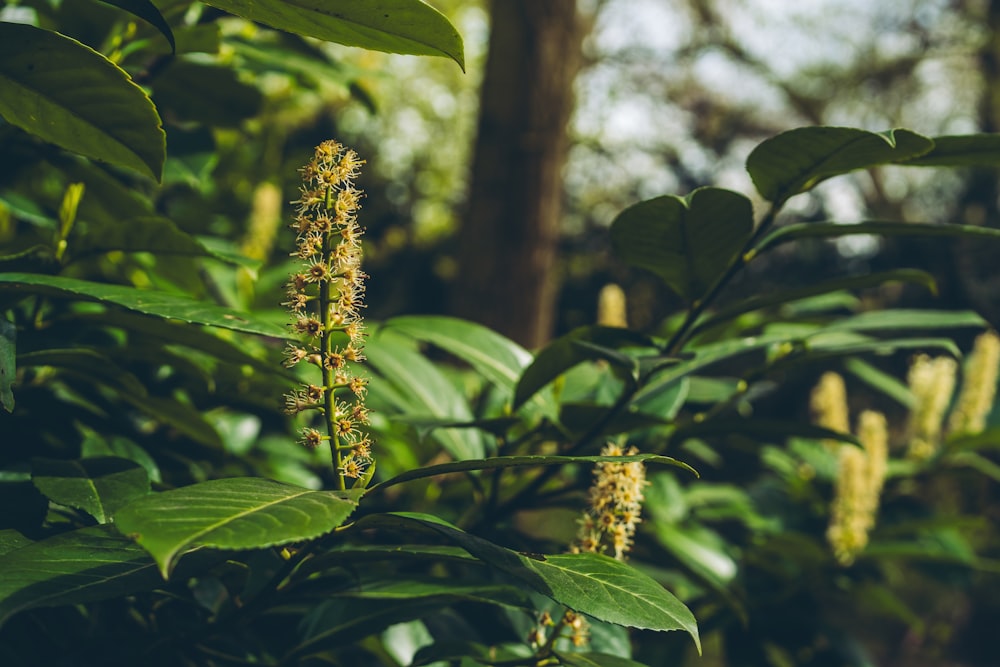 a close up of a plant with lots of leaves