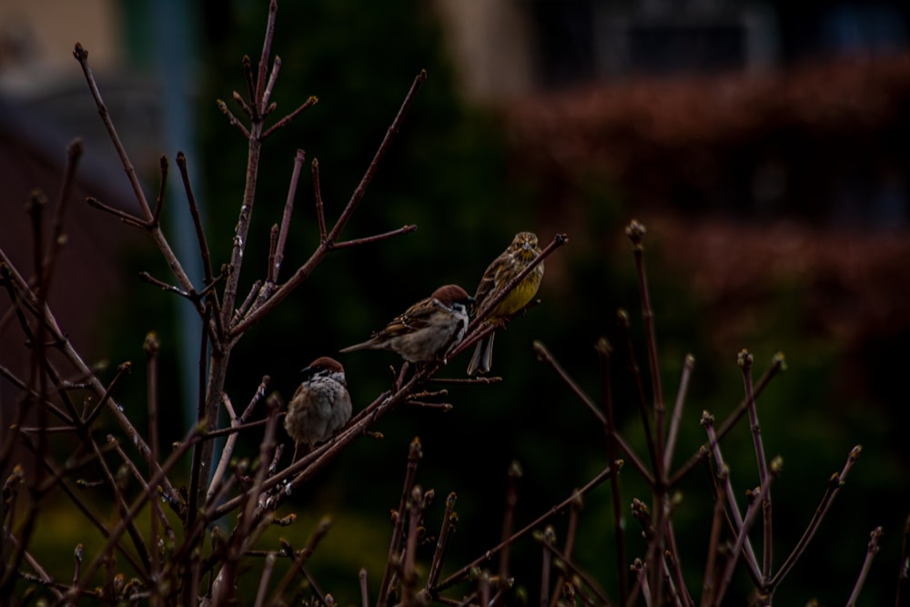 three small birds perched on top of a tree branch