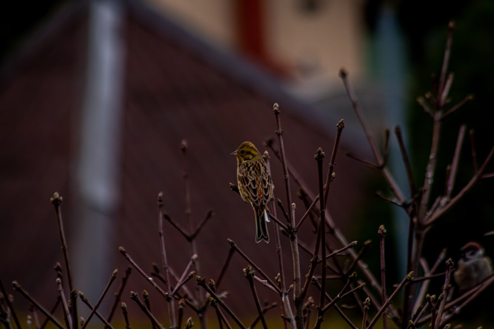 um pequeno pássaro sentado em cima de um galho de árvore