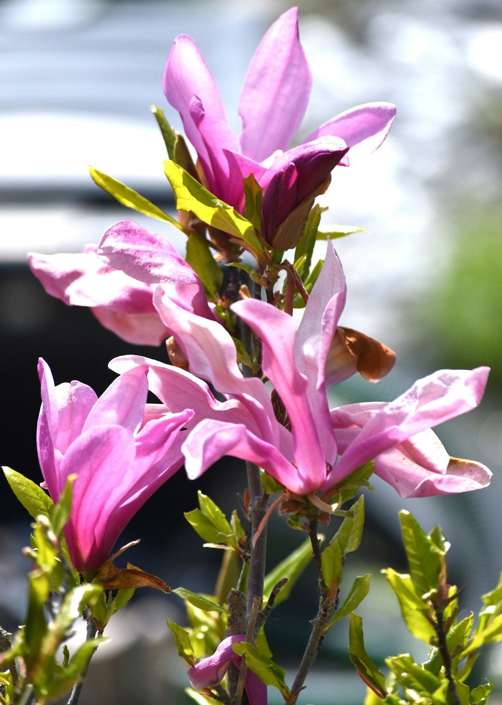 a close up of a flower with a blurry background