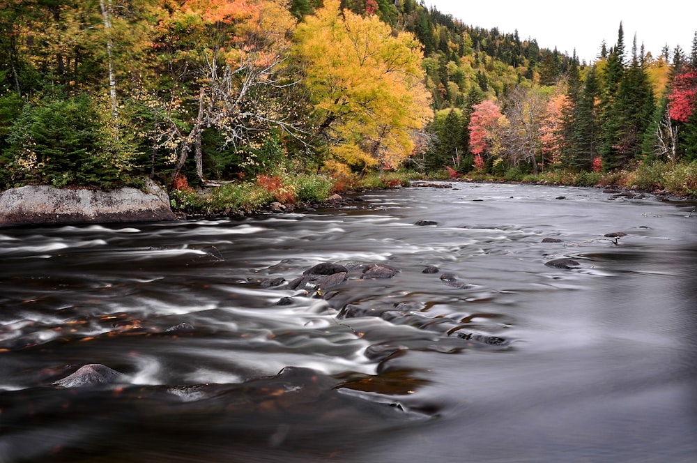 un fiume che scorre attraverso una foresta piena di alberi